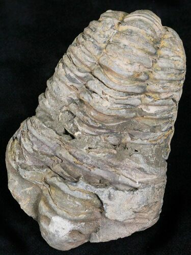 Calymene Trilobite From Morocco - Large Size #17894